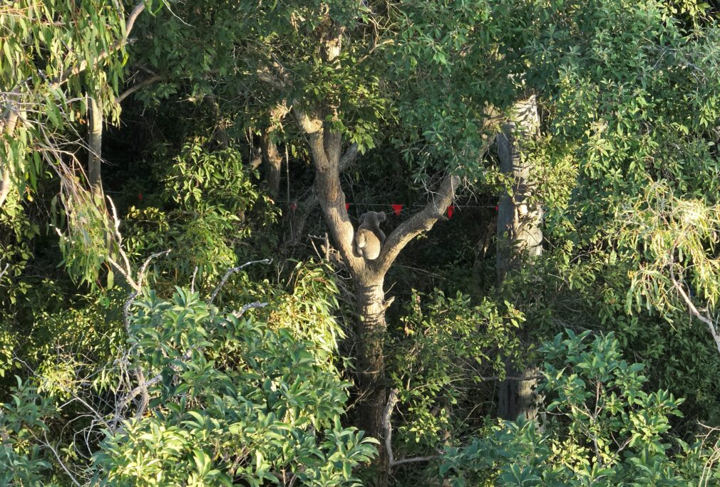 Safeguarding Koalas: Biodiversity Australia’s Fauna Management in Action