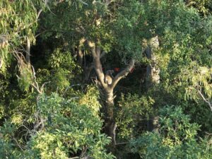 Koala Spotting - Fauna Management