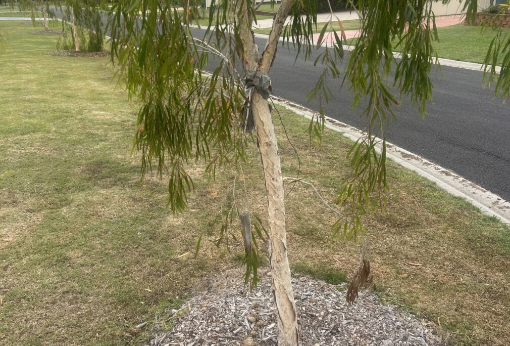 Growing a Greener Toowoomba: Nurturing 1,800 New Trees for a Resilient Urban Landscape