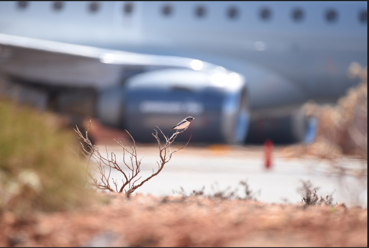 Biodiversity Australia