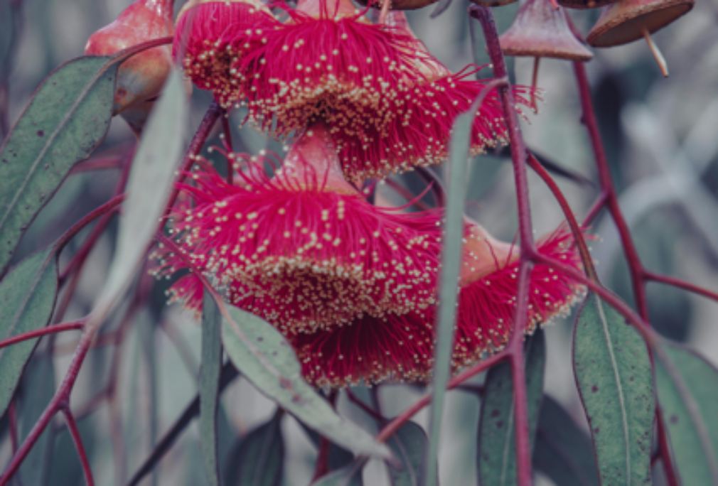 Understanding the NSW Biodiversity Offsets Scheme and how our Natural Capital service can help 