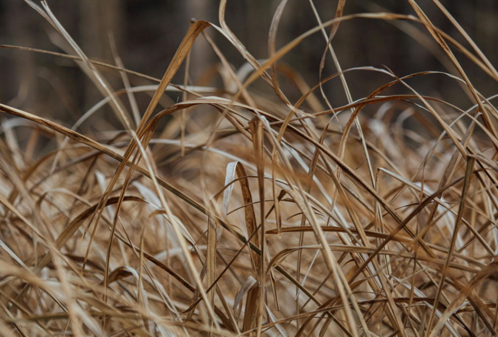 Bushfire Management in Australia: Why Vegetation Management Matters
